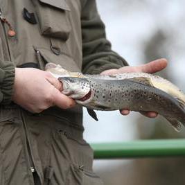 peche truite somme