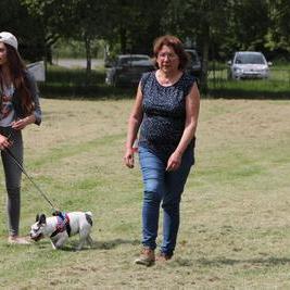 dressage chien metz