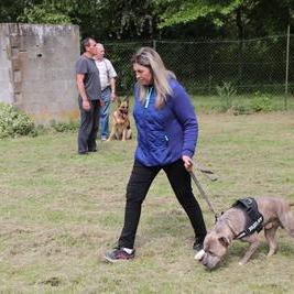 dressage chien metz