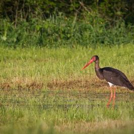 Migration des cigognes noires