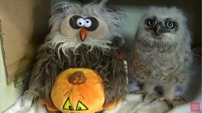 Un Bebe Hibou Chante Et Danse Avec Une Peluche Hibou
