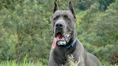 Fillette Mordue Dans Le Vimeu Le Chien A Ete Achete En Belgique