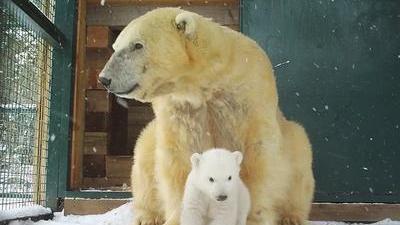 Rare Naissance D Un Ours Blanc Au Royaume Uni