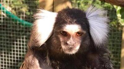 Quel Prenom Pour Le Bebe Ouistiti Du Parc De Folembray