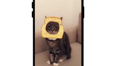 La Tete De Son Chat Dans Une Tranche De Pain De Mie C Est Possible Grace A Snapchat La Tete De Son Chat Dans Une Tranche De Pain De Mie C Est Possible Grace A Snapchat