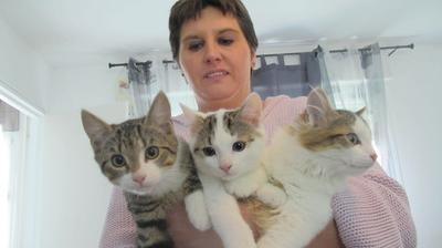 Ham Elles Enquetent Sur Les Disparitions De Chats Ham Elles Enquetent Sur Les Disparitions De Chats