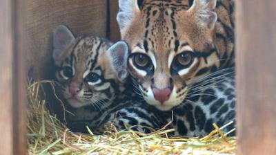 Amiens Un Bebe Ocelot Est Ne Au Zoo Amiens Un Bebe Ocelot Est Ne Au Zoo