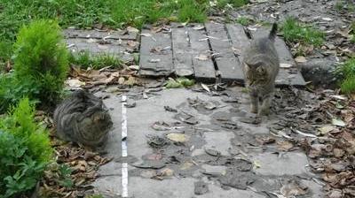 Alerte Aux Chats Empoisonnes A Amiens