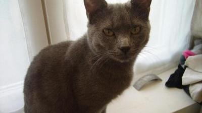 Des Chats Empoisonnes Quartier Saint Martin A Saint Quentin Des Chats Empoisonnes Quartier Saint Martin A Saint Quentin