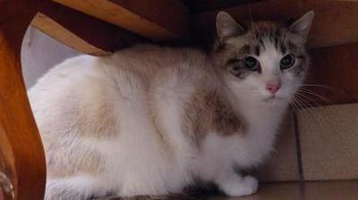 Plusieurs Chats Blesses A Quend Plage