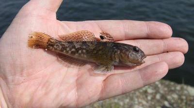 L Envahissant Gobie A Taches Noires Arrive Dans Les Eaux Douces De L Oise